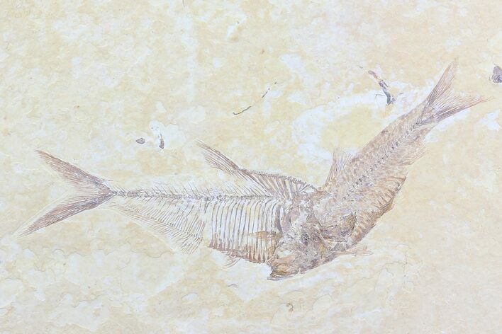 Diplomystus & Knightia Fossil Fish Association #75991